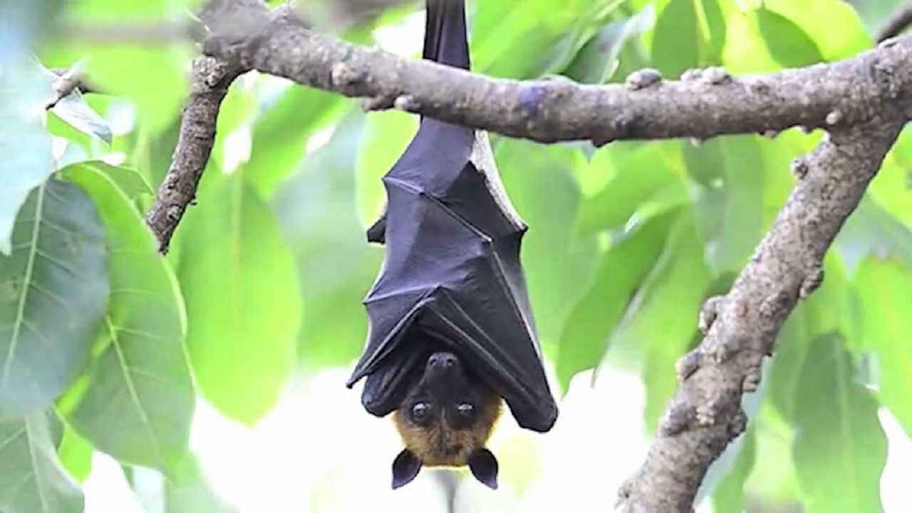 جیوه خفاش چیست و چه خاصیت معجزه گری دارد؟