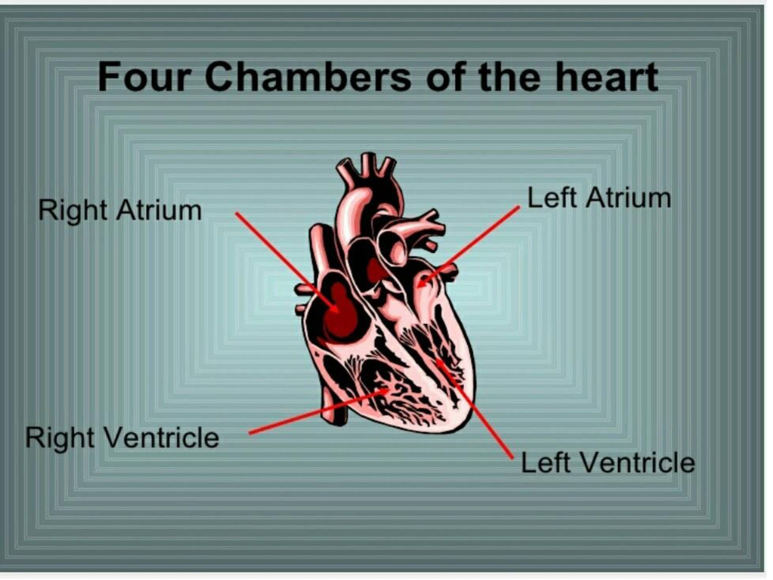 Heart iv. Work of the Human Heart. Сердце презентация по английскому. Four Chambered Heart. Презентация на тему work of the Human Heart.