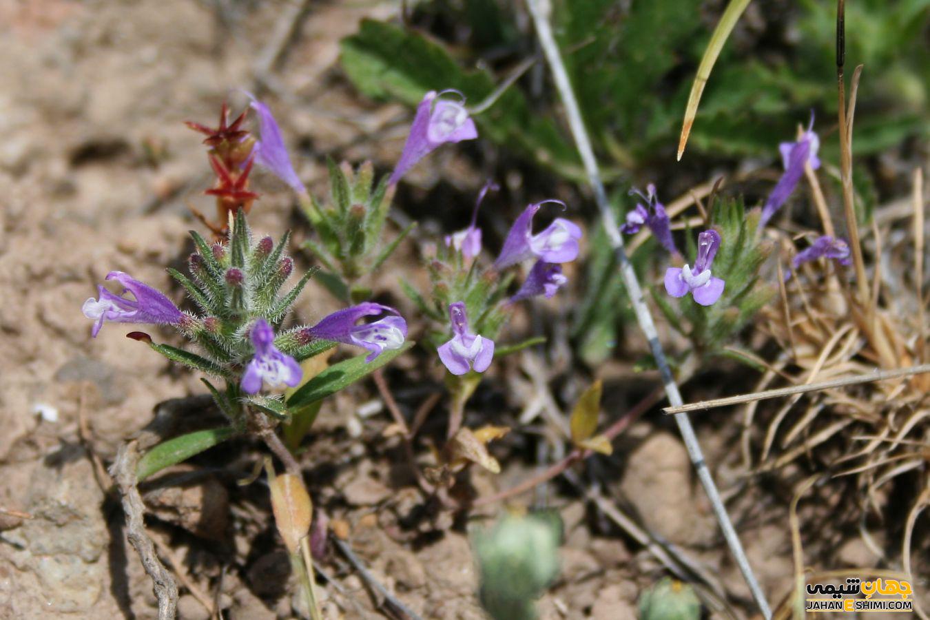 روغن کاکوتی