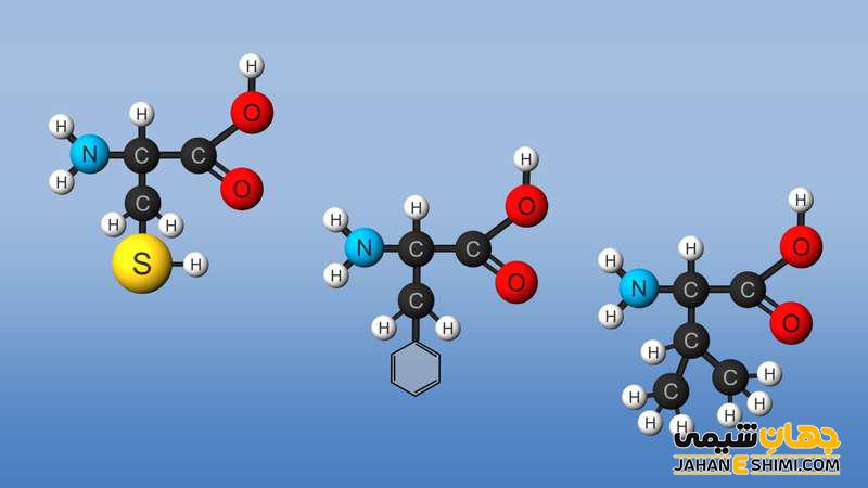 اسید آمینه چیست؟ - ساختار، عملکرد و انواع اسیدهای آمینه