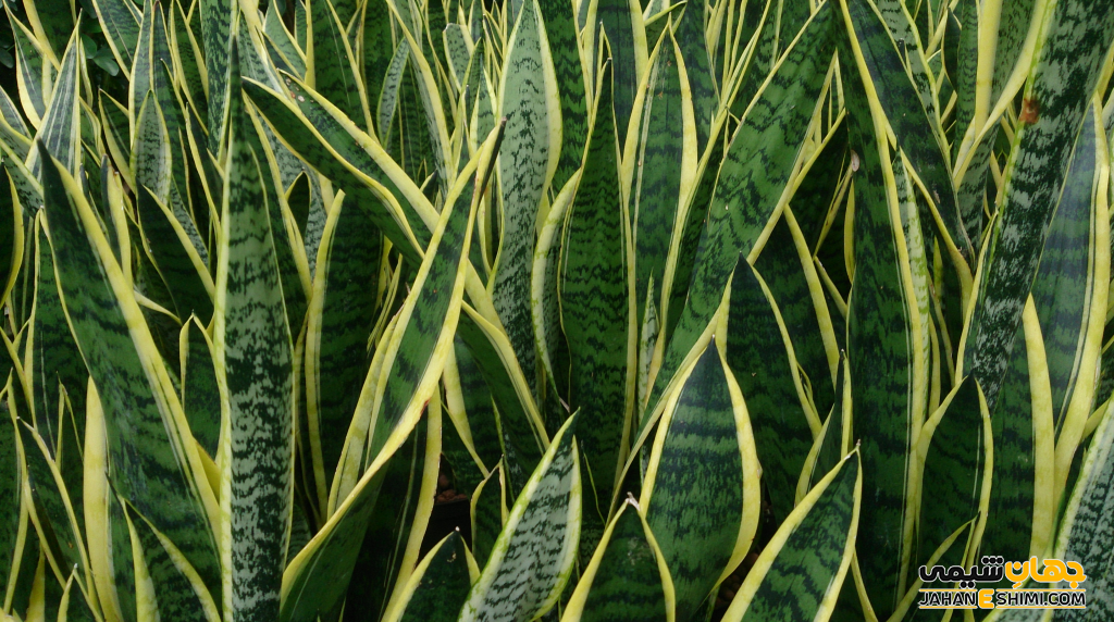 گیاه سانسوریا، نحوه ی نگهداری و پرورش و تکثیر آن