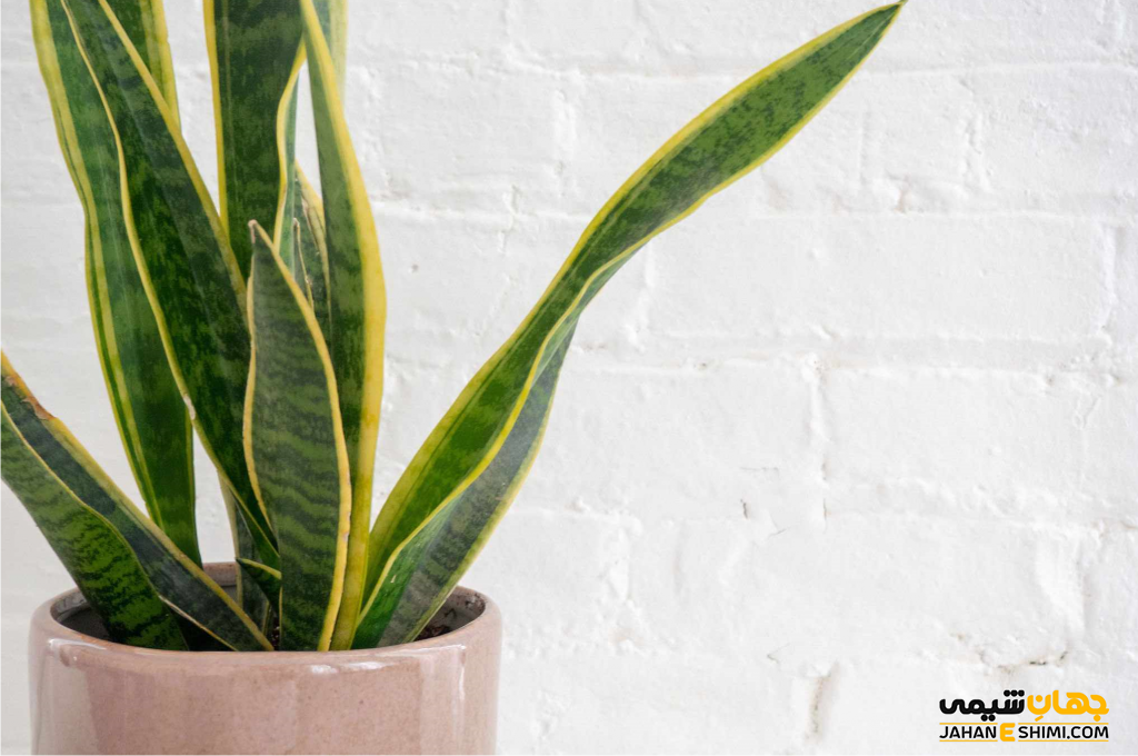 گیاه سانسوریا، نحوه ی نگهداری و پرورش و تکثیر آن