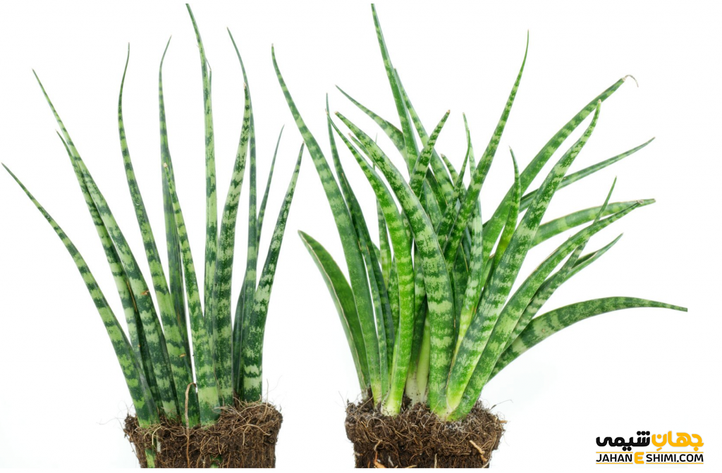 گیاه سانسوریا، نحوه ی نگهداری و پرورش و تکثیر آن