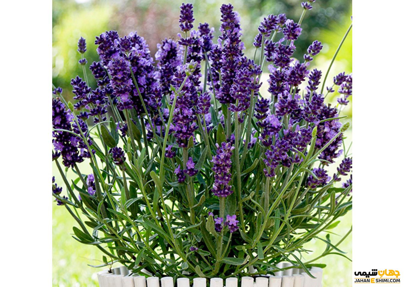 Lavandula angustifolia. Лаванда узколистная Hidcote. Лаванда Hidcote Blue. Лаванда узколистная (Lavandula angustifolia). Лаванда узколистная Hidcote Blue.