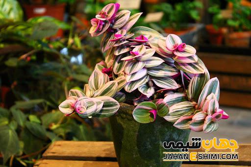 از شرایط نگهداری و پرورش گیاه آپارتمانی برگ بیدی چه می دانید؟