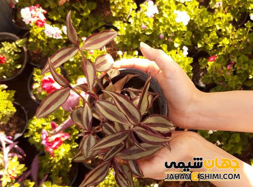 از شرایط نگهداری و پرورش گیاه آپارتمانی برگ بیدی چه می دانید؟