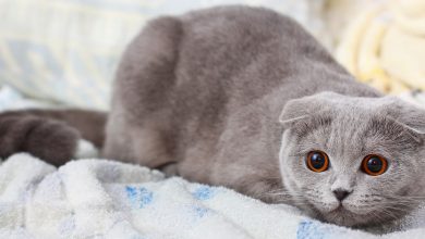 گربه نژاد اسکاتیش فولد چه ویژگی هایی دارد؟ قیمت خرید آن