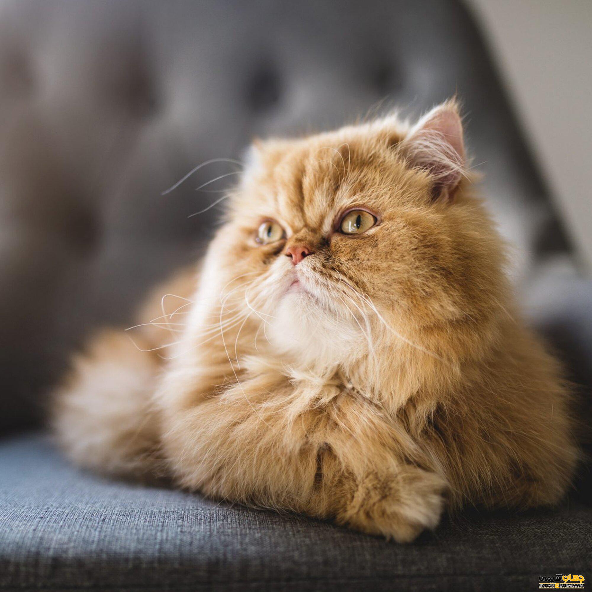 گربه نژاد پرشین (Persian Cat) چگونه است؟