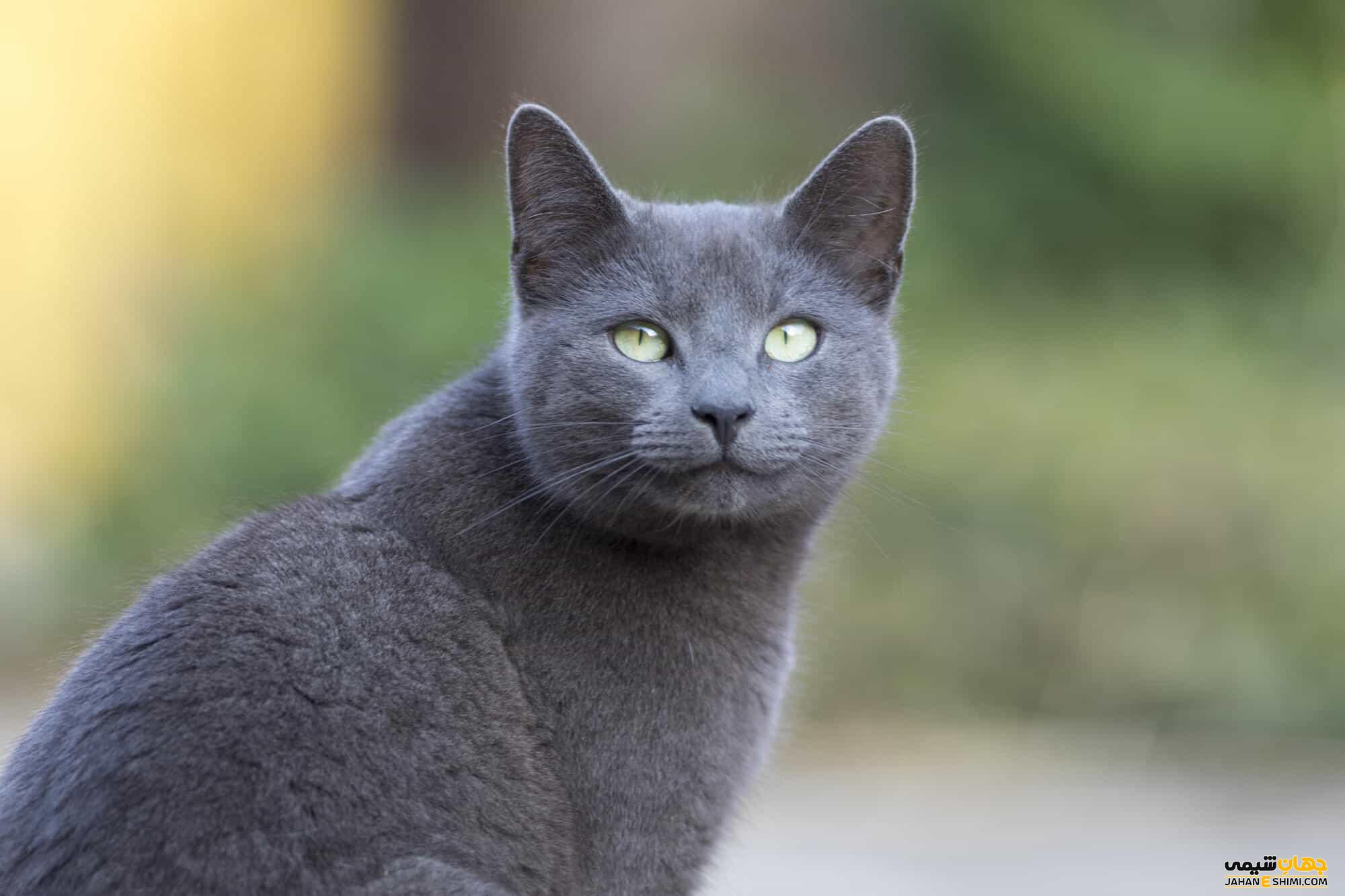 گربه نژاد راشن بلو (Russian blue) چه ویژگی هایی دارد؟ قیمت و خرید