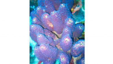 اسفنج ها چیست؟ - ویژگی ها، انواع و کاربرد آن ها