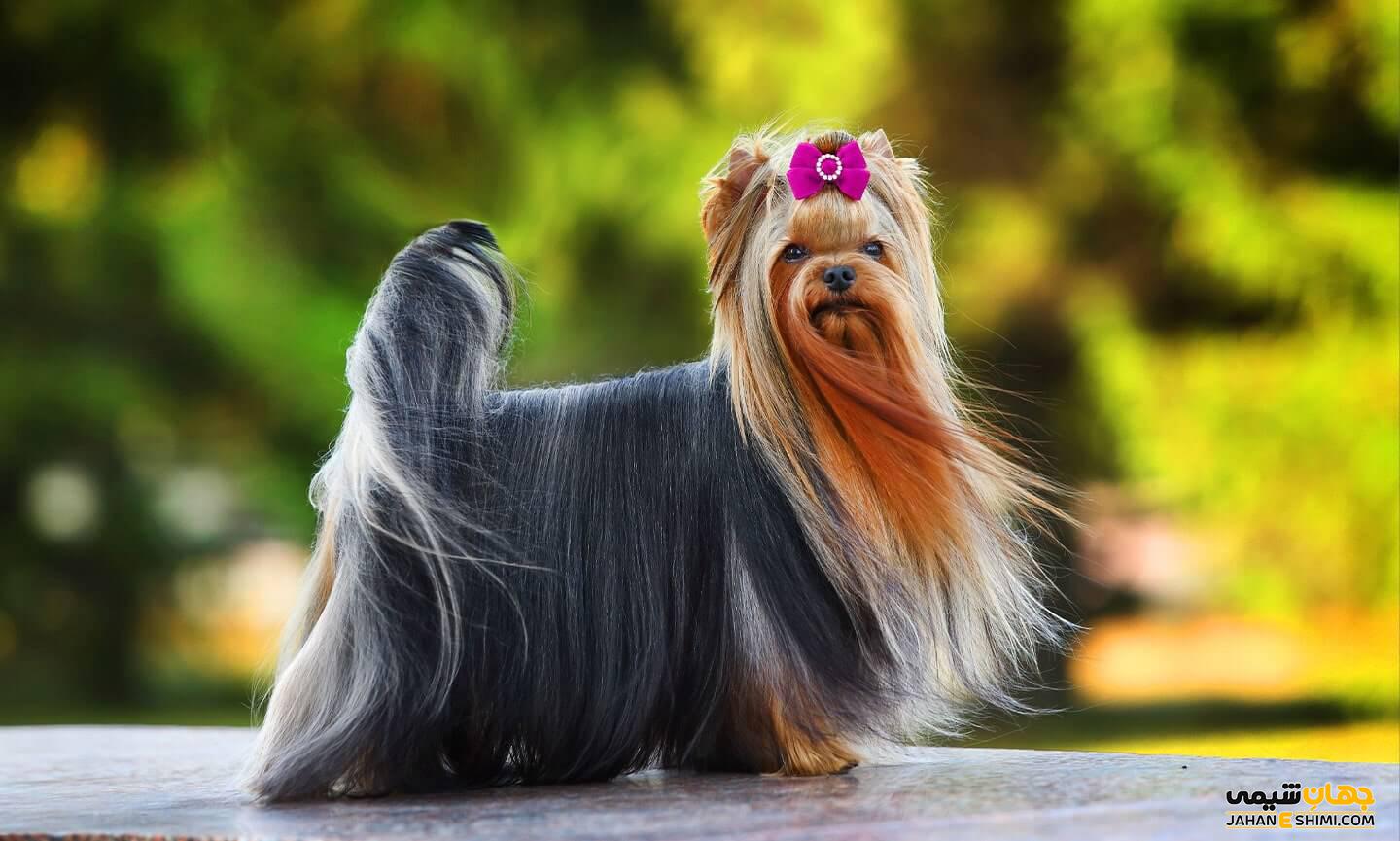    YorkshireTerrier FeaturedImage 