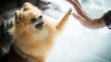 سگ نژاد اشپیتز چه ویژگی هایی دارد؟ قیمت و خرید