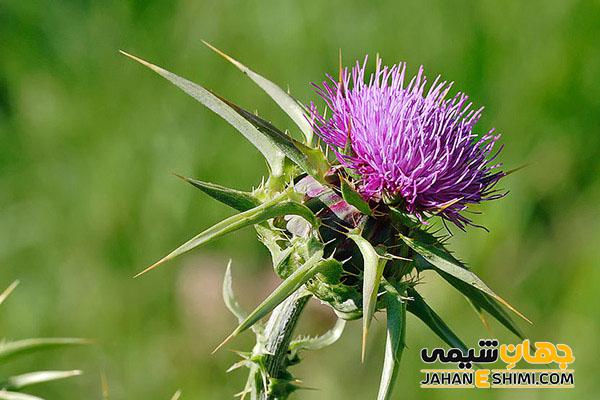 از عجیب ترین خواص عرق گل گوهری چه می دانید؟!