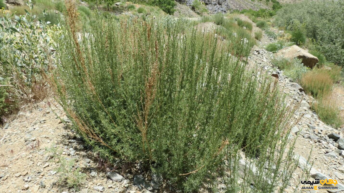 هنگام خرید و استفاده از گیاه درمنه رعایت چه نکاتی الزامی است؟