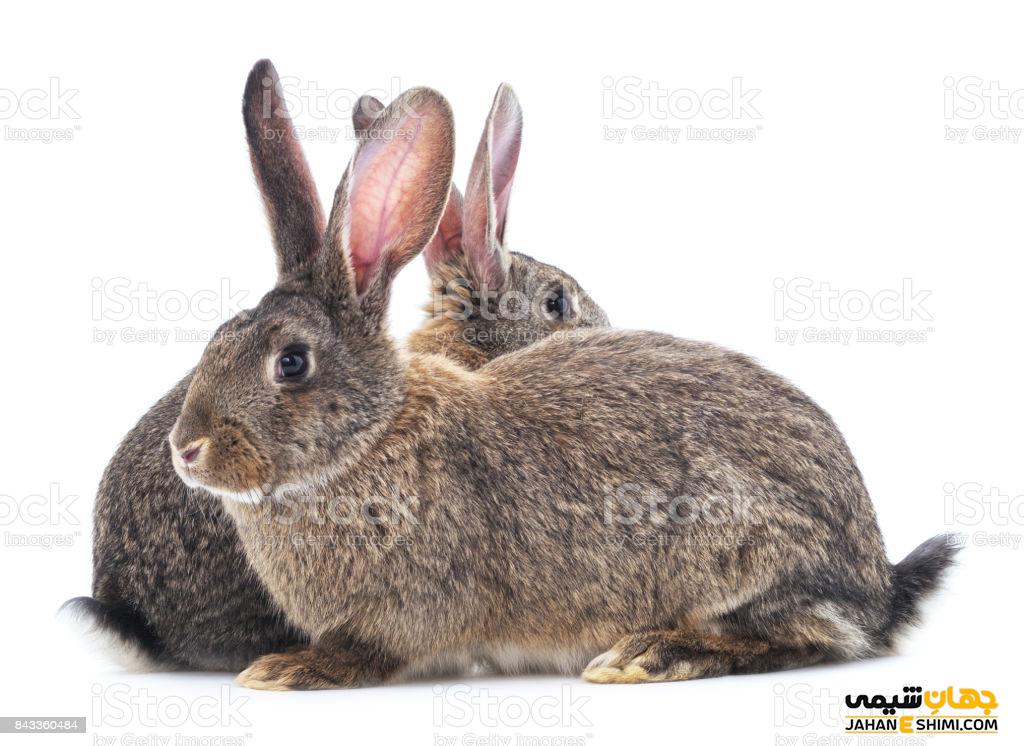 خرگوش بلژیکی چه ویژگی هایی دارد؟ قیمت خرید و فروش