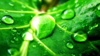 تعرق در گیاهان چیست؟ - انواع آن و روش های اندازه گیری تعرق