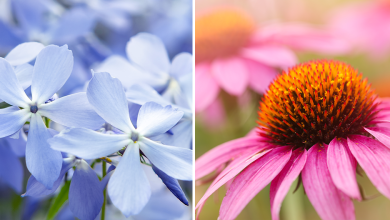 تفاوت نهاندانگان و بازدانگان چیست؟ - ساختار و چرخه ی زندگی آن ها