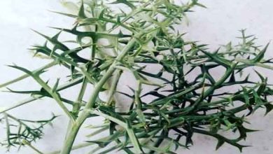 خواص گیاه تیغ توراغ بر علایم سندروم پیش از قاعدگی