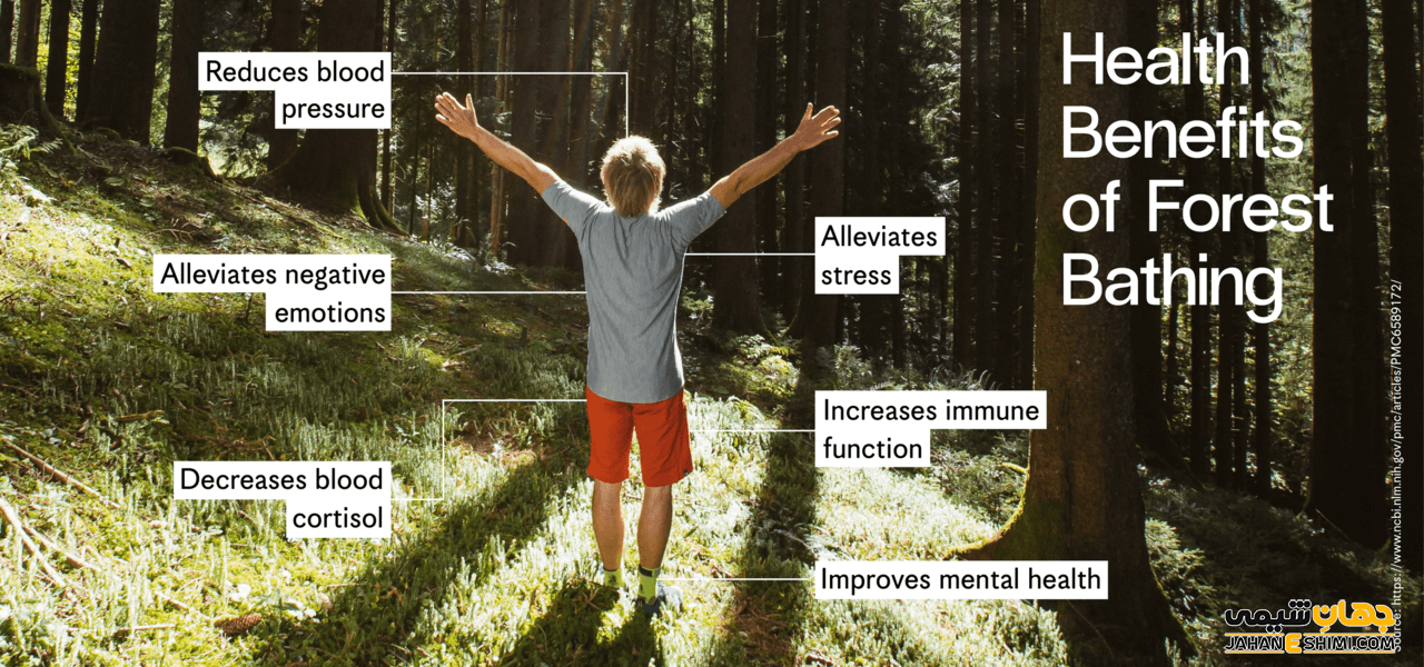فواید جنگل چیست؟ - انواع جنگل و جنگل زدایی