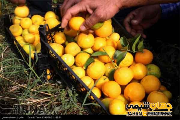 آشنایی با طبع و خواص میوه بکرایی یا بکرین