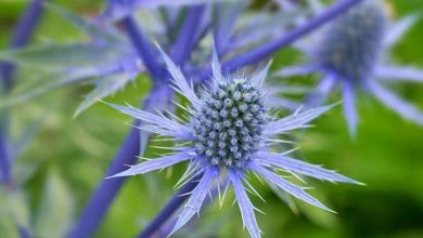 دمنوش بوقناق از چه خواص درمانی برخوردار است؟