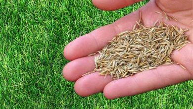 دمنوش تخم چمن چیست؟ از چه خواص درمانی برخوردار است؟