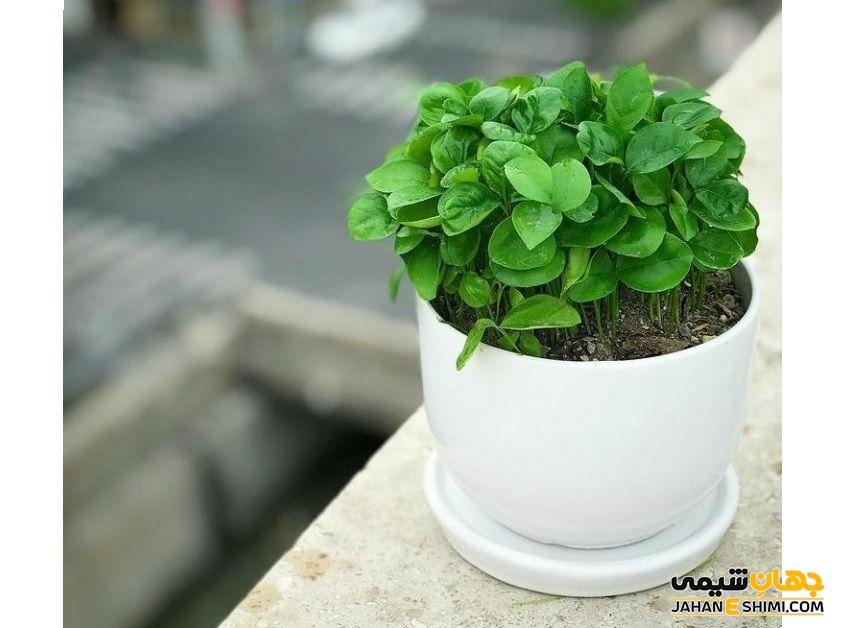 روش کاشت سبزه نارنج