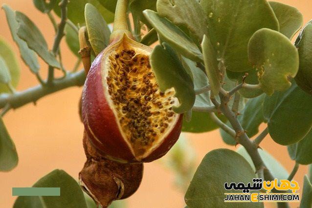 گیاه کبر ویتامین های مختلفی دارد