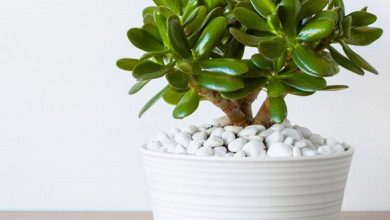 گیاه یشم چیست؟ روش نگهداری و تکثیر آن چگونه است؟