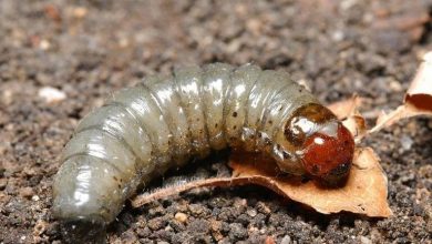 کرم طوقه درخت چیست و چگونه می توان با آن مقابله کرد؟