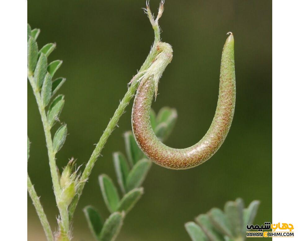 آشنایی با خواص دارویی اکلیل الملک