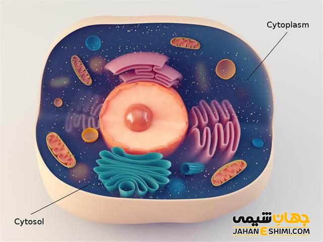 سیتوپلاسم چیست؟ - ساختار، اجزای تشکیل دهنده و وظیفه آن در سلول
