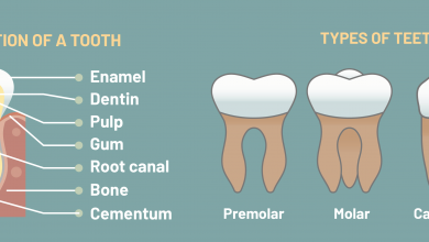 انواع دندان، ویژگی ها و کاربرد آن ها