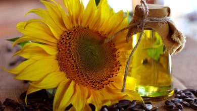 نقش لسیتین آفتابگردان در طب سنتی چیست؟